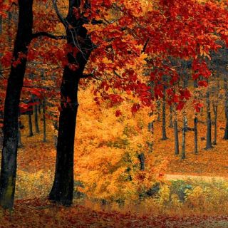 Vyzkoušejte si online cvičení na téma podzim. https://wordwall.net/resource/79396560